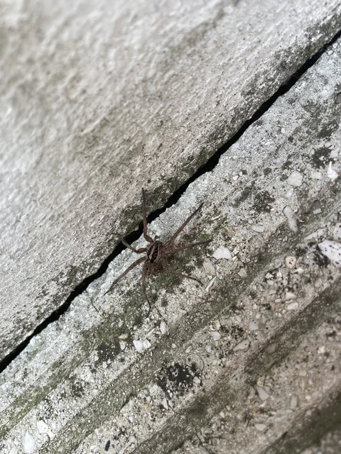 Araneae - Pókok