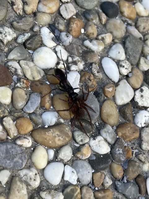 Hymenoptera - Hártyásszárnyúak