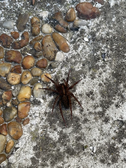Araneae - Pókok