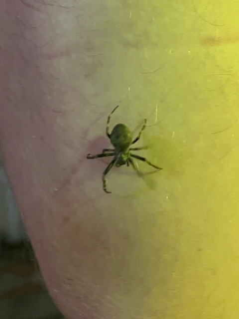 Araneae - Pókok