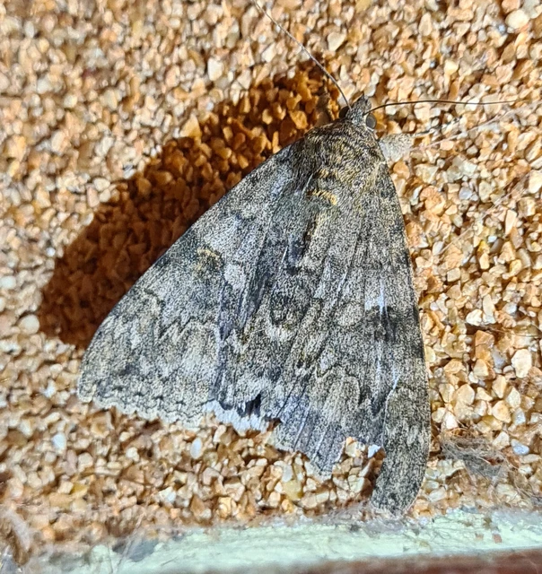 Catocala nupta - piros övesbagoly