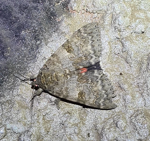 Catocala nupta - piros övesbagoly