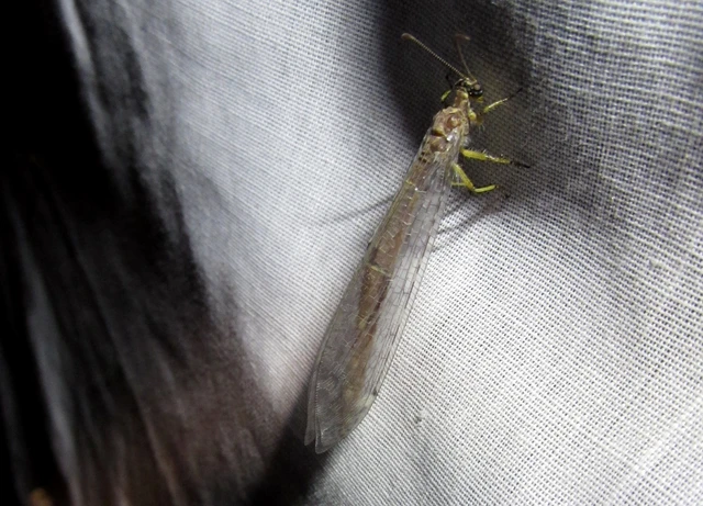 Distoleon tetragrammicus - négyfoltos hangyaleső