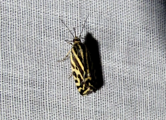 Emmelia trabealis - zebrabagoly