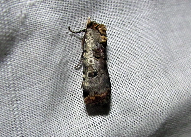 Epilecta linogrisea - karcsú sárgafűbagoly