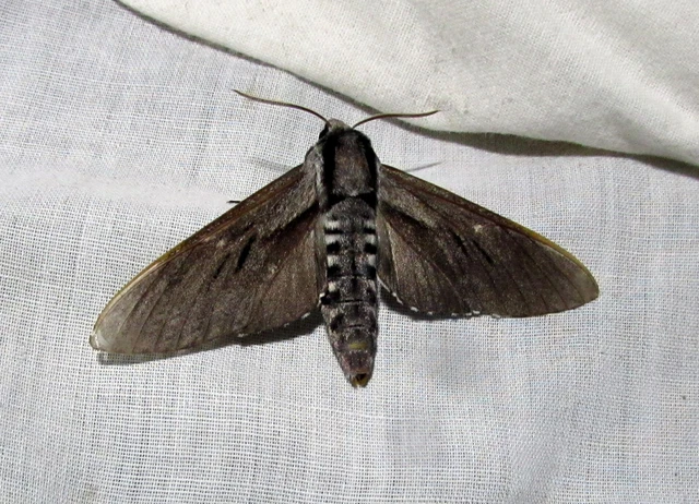 Hyloicus pinastri - fenyőszender