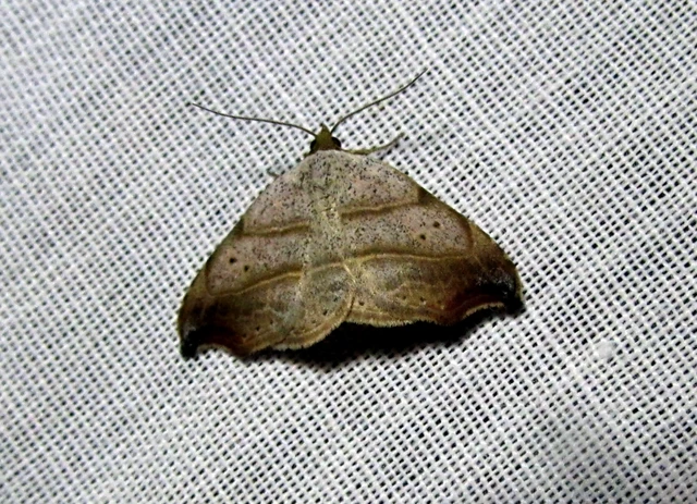 Laspeyria flexula - zuzmóbagoly