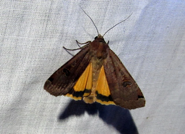 Noctua pronuba - nagy sárgafűbagoly