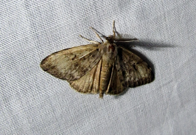 Lymantria dispar - gyapjaslepke