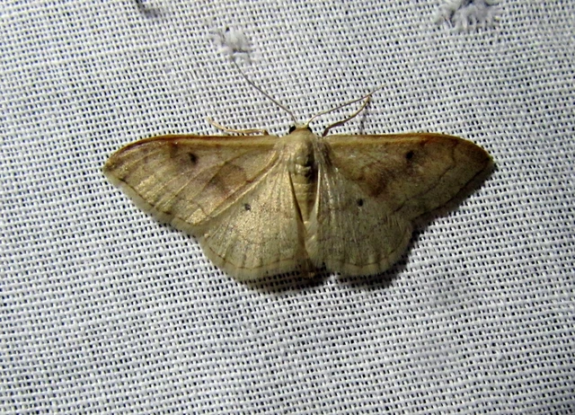 Idaea rubraria - vörössávos araszoló