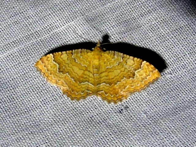 Camptogramma bilineata - kétvonalas sávosaraszoló