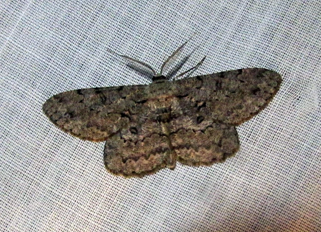 Hypomecis punctinalis - pettyes faaraszoló