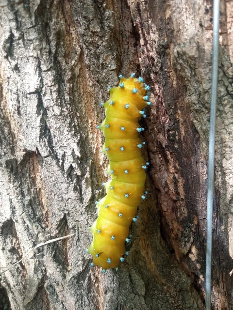 Saturnia pyri - nagy pávaszem
