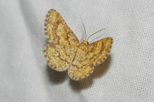 Heliomata glarearia - bőrszínű araszoló