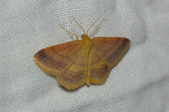 Scopula rubiginata - réti pirosaraszoló