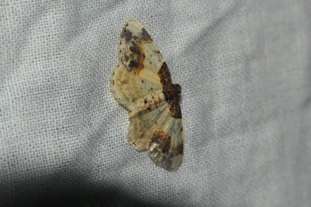 Ligdia adustata - barna levélaraszoló