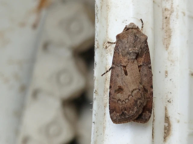 Agrotis exclamationis - felkiáltójeles földibagoly