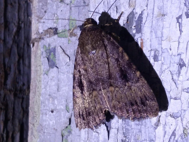 Amphipyra pyramidea - fahéjszínű bagoly