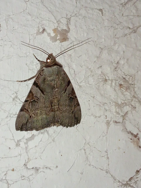 Catocala hymenaea - kökény-övesbagoly
