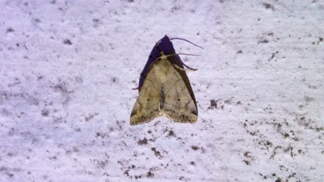 Cosmia trapezina - közönséges lombbagoly