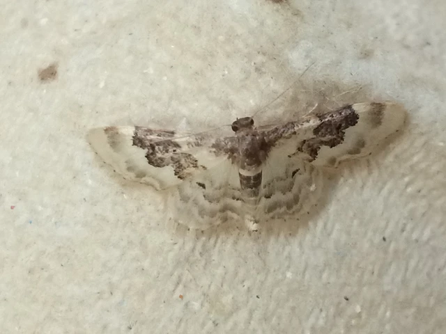 Idaea rusticata - tarka apróaraszoló