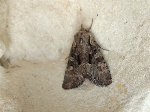 Lacanobia thalassina - borbolya-kertibagoly