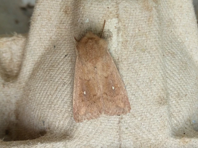Mythimna albipuncta - fehérpettyes rétibagoly