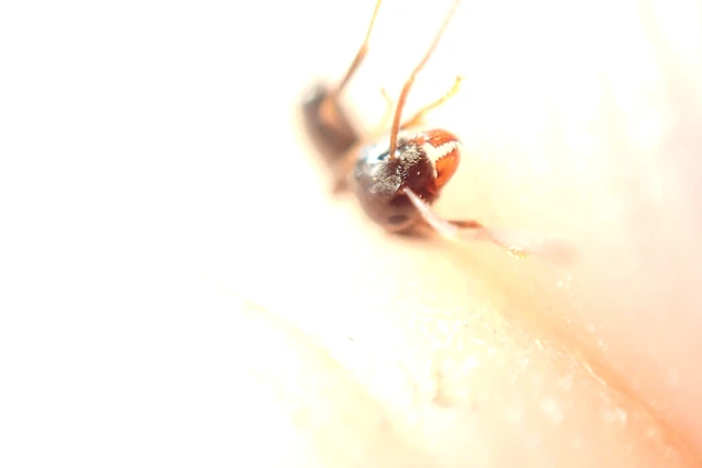 Lasius niger - közönséges feketehangya