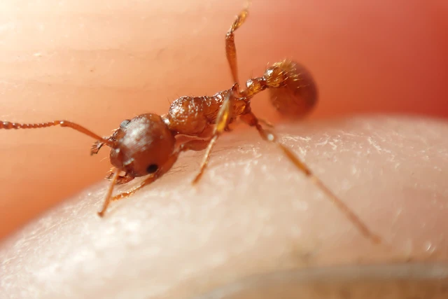 Myrmica rubra - közönséges bütyköshangya