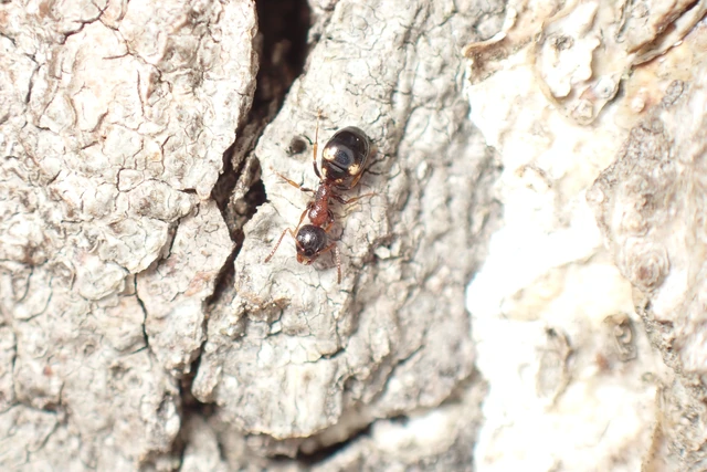 Dolichoderus quadripunctatus - négypettyes erdeihangya