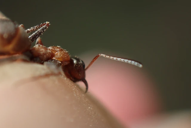 Formica rufibarbis - vörös rabszolgahangya