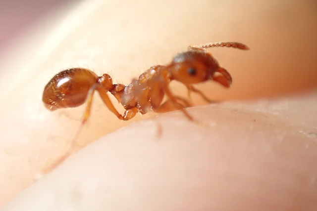 Myrmica rubra - közönséges bütyköshangya