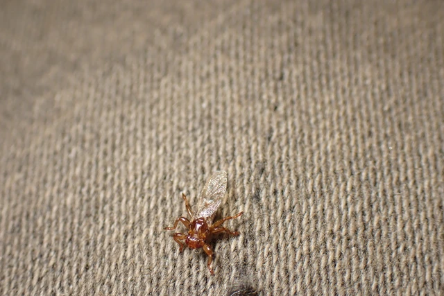 Lipoptena Lipoptena