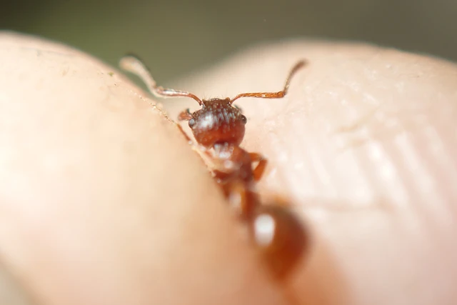 Myrmica rubra - közönséges bütyköshangya