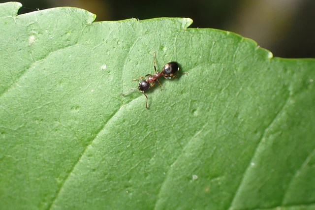 Dolichoderus quadripunctatus - négypettyes erdeihangya