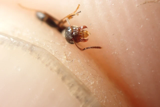 Lasius niger - közönséges feketehangya