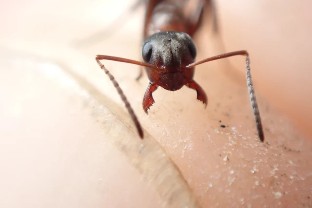 Formica rufibarbis - vörös rabszolgahangya