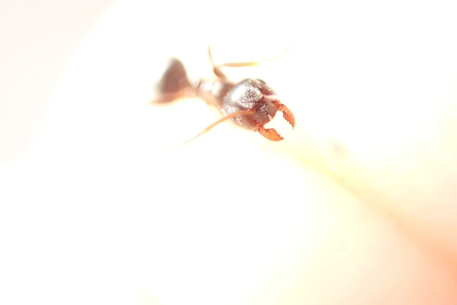 Lasius niger - közönséges feketehangya