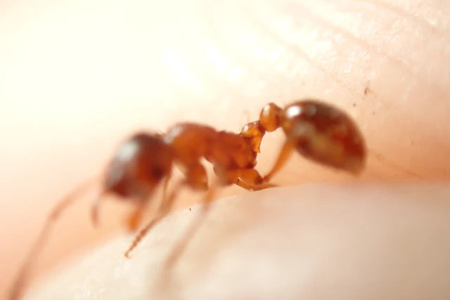 Myrmica rubra - közönséges bütyköshangya
