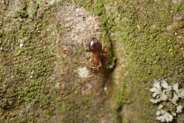 Lasius brunneus - rozsdáshátú feketehangya