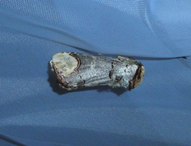 Phalera bucephala - sárgafoltos púposszövő