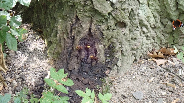 Vespa crabro - lódarázs