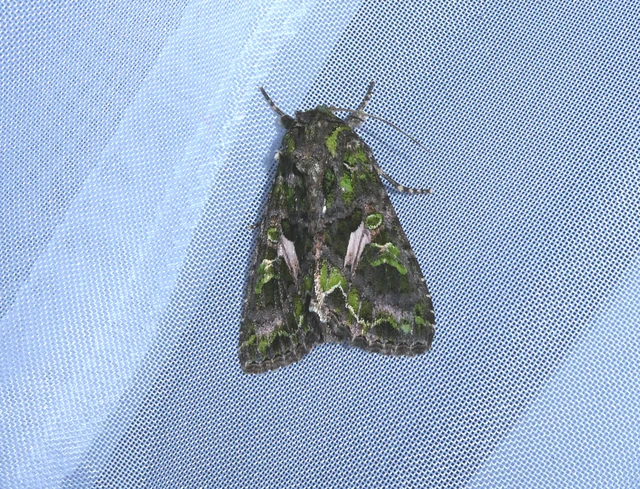 Trachea atriplicis - nyári zöldbagoly