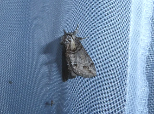 Drymonia velitaris - hegyi púposszövő