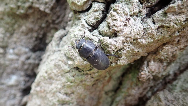 Dorcus parallelipipedus - kis szarvasbogár Dorcus parallelipipedus - kis szarvasbogár
