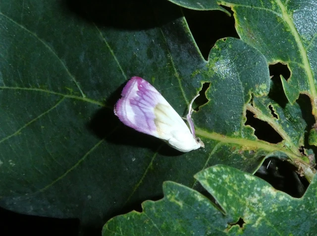 Eublemma purpurina - bíboros törpebagoly