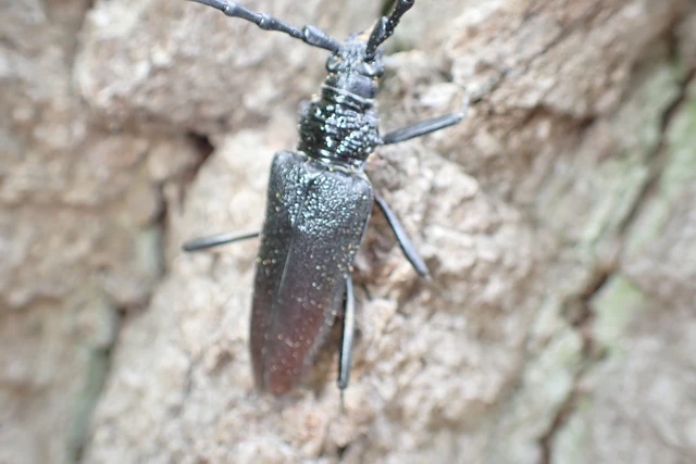Cerambyx cerdo - nagy hőscincér