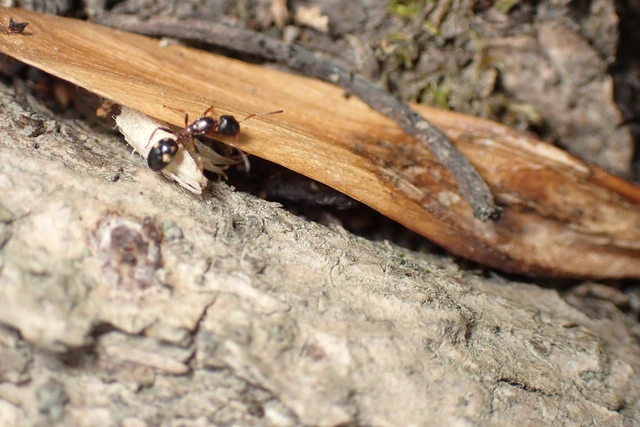 Dolichoderus quadripunctatus - négypettyes erdeihangya