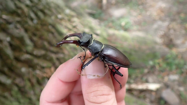 Lucanus cervus - nagy szarvasbogár