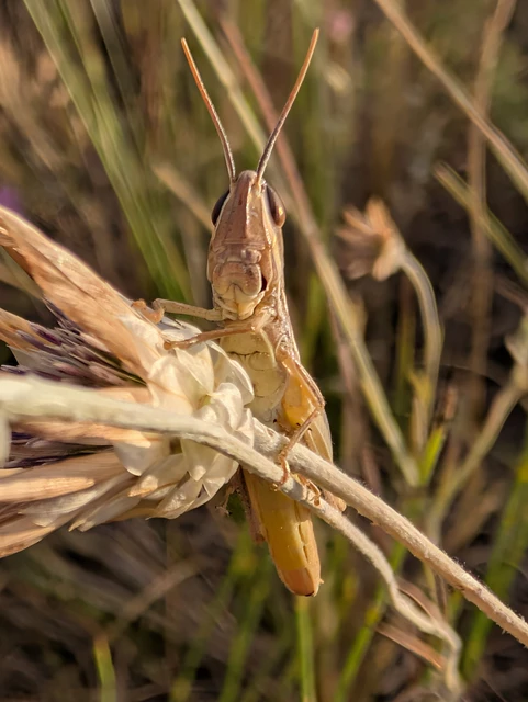 Orthoptera - Egyenesszárnyúak